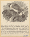 Image ID 821438
