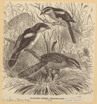 Image ID 821440