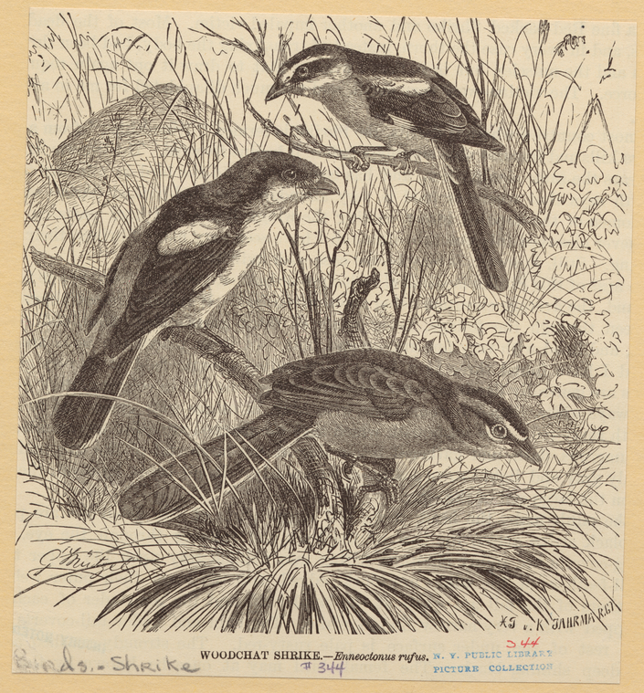 Image ID 821440
