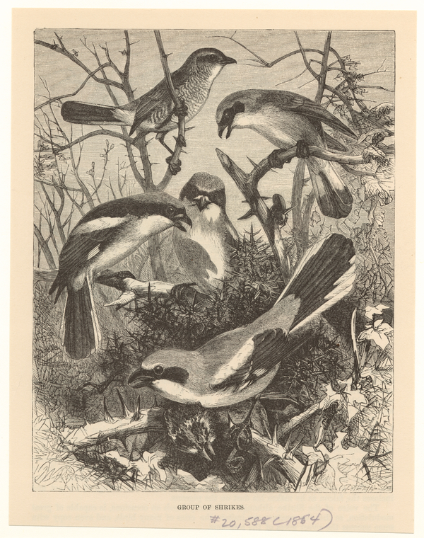 Image ID 821441
