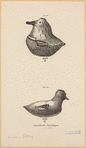 Image ID 821466