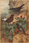 Image ID 821475