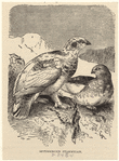 Image ID 821492