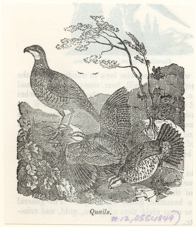 Image ID 821506
