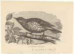 Image ID 821526