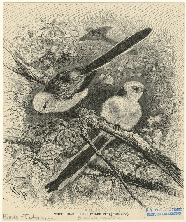 Image ID 821536
