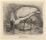Image ID 821572