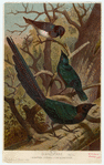 Image ID 821574