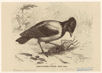 Image ID 821576