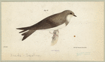 Image ID 821594