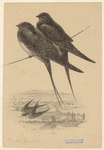 Image ID 821595
