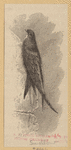 Image ID 821596