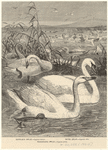 Image ID 821603