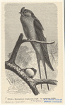 Image ID 821611