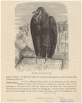 Image ID 821722