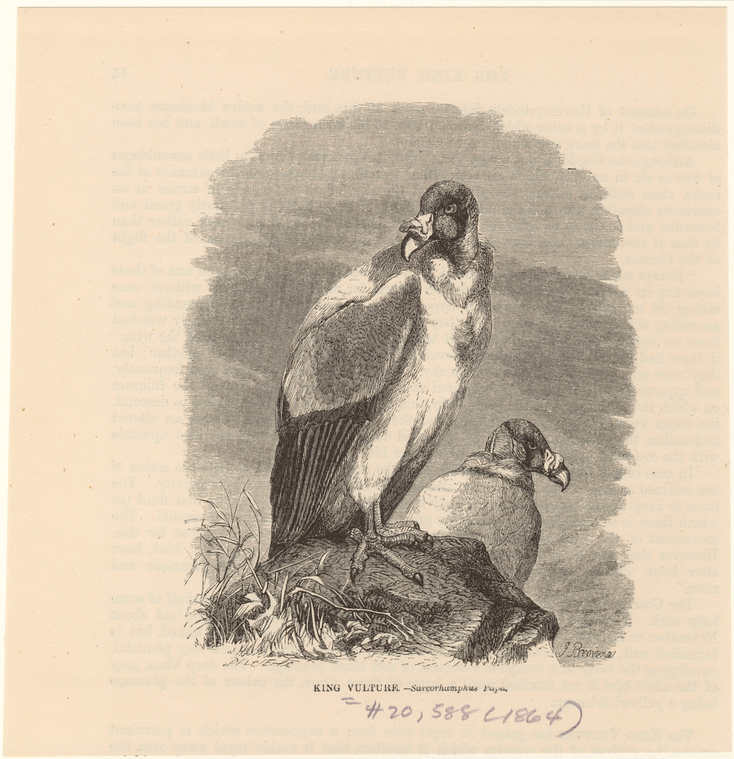 Image ID 821724
