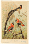 Image ID 821745