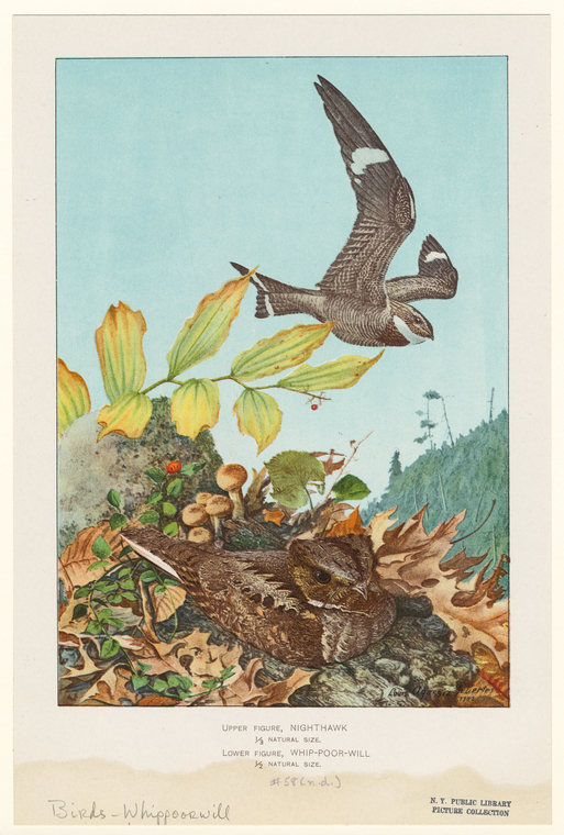 Image ID 821752
