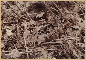 Image ID 821757