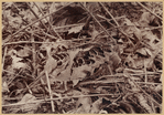 Image ID 821757