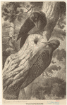 Image ID 821779