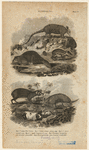Image ID 821820
