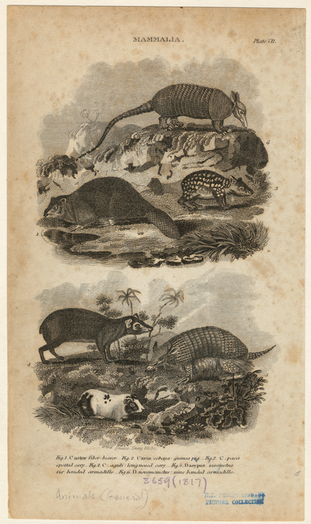 Image ID 821820
