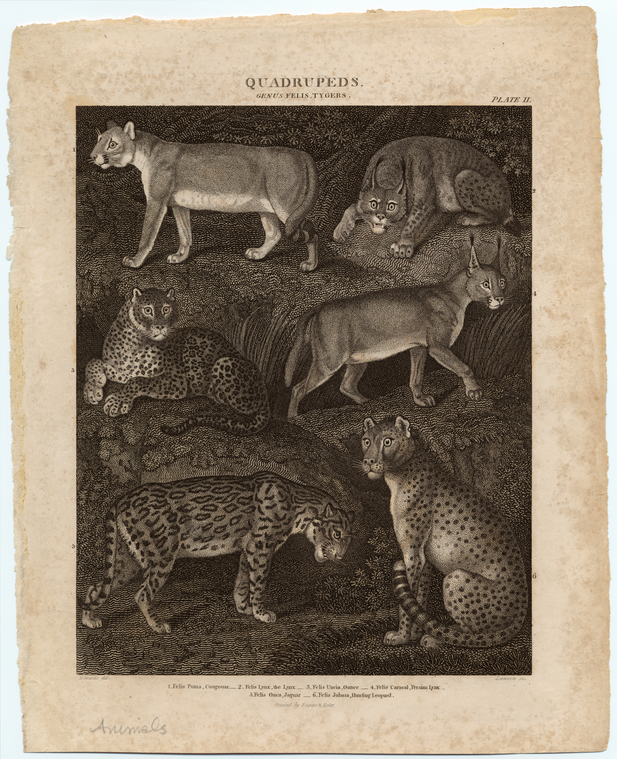 Image ID 821857
