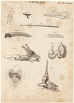 Image ID 821886