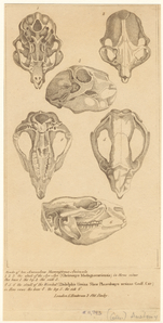 Image ID 821892