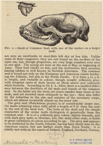 Image ID 821896