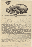 Image ID 821896