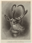 Image ID 821907