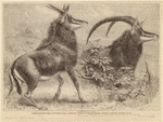 Image ID 821915