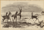Image ID 821920