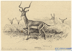 Image ID 821927