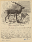 Image ID 821931