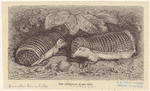 Image ID 821972