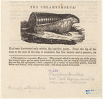 Image ID 821973