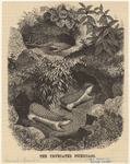 Image ID 821974