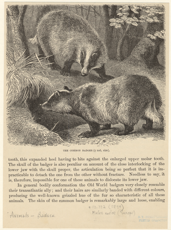 Image ID 821982
