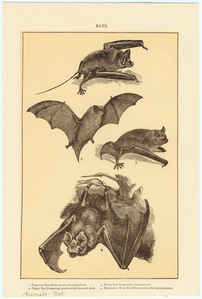 Image ID 821997