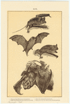 Image ID 821997