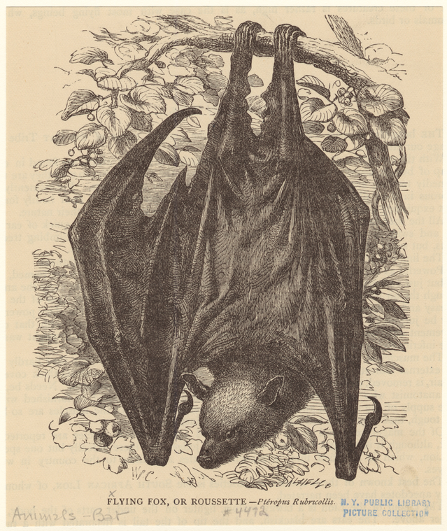 Image ID 822001
