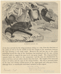 Image ID 822003