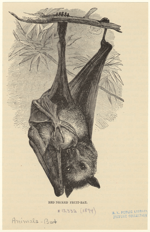 Image ID 822008
