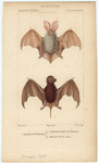Image ID 822013