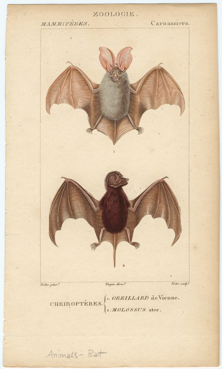 Image ID 822013
