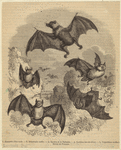 Image ID 822020