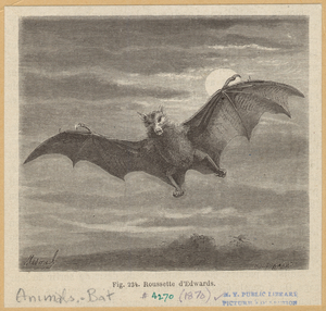 Image ID 822023